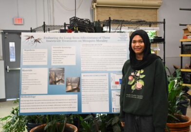 Solving Mosquito Mysteries